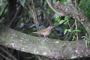 ave - sabiá laranjeira - Turdus rufiventris	