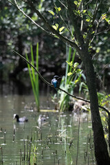 Bird perched on a branch near still water surrounded by lush vegetation in a tranquil natural...