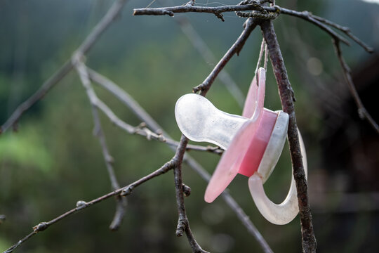 Nuggibaum, Schnullerbaum,  Pacifier tree