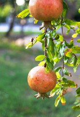 Ripe pomegranate fruit hanging on a tree branch surrounded by vibrant green leaves