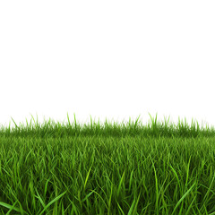Fototapeta premium Vibrant Green Grass Texture Lush Meadow Background for Design Projects isolated on transparent background