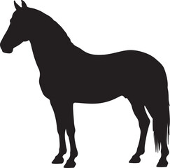 Obraz premium Foutanke or Fouta Horse in silhouette pure white background. 