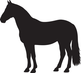 Frederiksborger Horse in silhouette pure white background. in silhouette pure white background. 