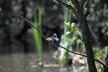 Bird perched on a branch near still water surrounded by lush vegetation in a tranquil natural setting