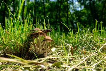 A group of Ink Mushrooms grows in the grass