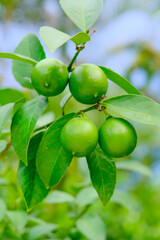 close up of limes on a tree
