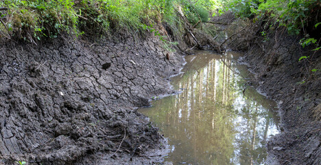 Nearly dried-up streambed in the forest, a silent sign of drought. Climate change causes even shaded springs to vanish, slowly transforming the delicate woodland ecosystem.