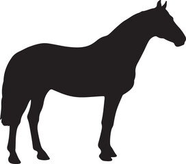 Hackney horse in silhouette pure white background. 