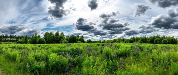 Summer panorama landscape with blue sky in soft white clouds over green field of grass. Beautiful natural countryside. Nature rural scene with copy space for design