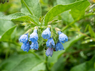 Beautiful blue comfrey flowers Symphytum grandiflorum with dew drops in lush greenery