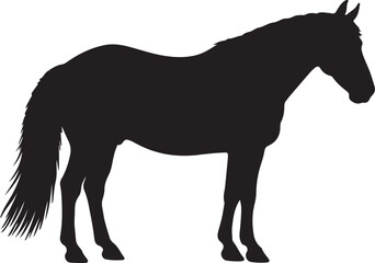 Obraz premium Horse silhouette isolated on white.