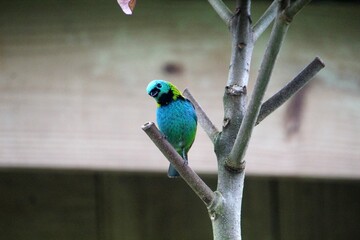 ave saíra sete cores - Tangara seledon	