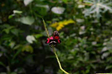 Tigerwing Butterfly