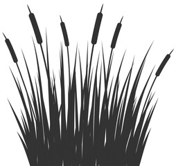 Grass Reed Silhouette Swamp Tall