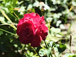 valentine rose and the green background
