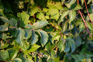 Lush green leaves with sunlight filtering through, creating a vibrant natural atmosphere