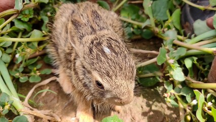 Little bunny in the field, little cute rabbit
