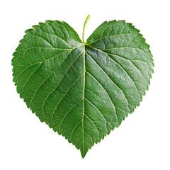 Obraz premium Green Heart Shaped Leaf isolated on transparent background