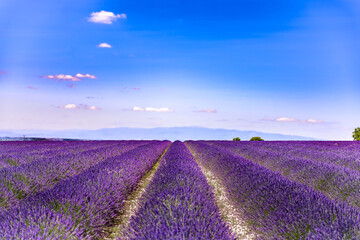 Obraz premium Provenza