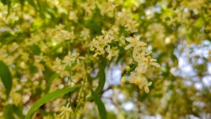 Blossoming Neem flowers, Azadirachta Indica flowers on tree branches