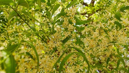 Blossoming Neem flowers, Azadirachta Indica flowers on tree branches