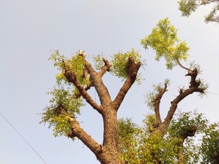 Azadirachta indica tree growing new branches, Neem tree with blue sky