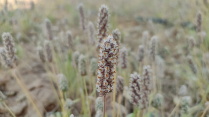 Ripped field of Plantago Ovata crop field, Isabgol ripped field