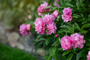Fototapeta premium Rosa Pfingstrosen im Sommergarten