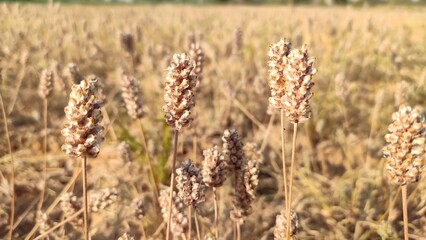 Ripped field of Plantago Ovata crop field, Isabgol ripped field