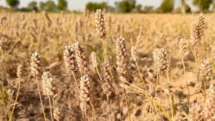 Ripped field of Plantago Ovata crop field, Isabgol ripped field