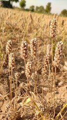 Ripped field of Plantago Ovata crop field, Isabgol ripped field