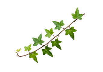 Fresh sprig of vibrant green english ivy with classic lobed leaves, glossy and healthy, extending diagonally on a pristine bright white background with ample negative space, soft natural lighting,