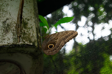 Blue Morpho Butterfly

