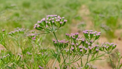 Flowering field of cumin crop, cumin plants, close up view