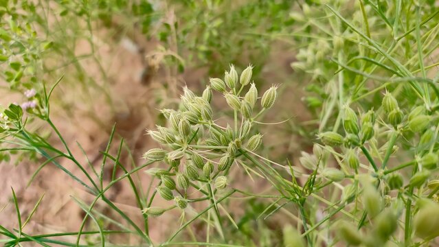 Ripping field of cumin crop field