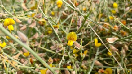 Crotalaria burhia flowers, wild plant local known in Rajasthan as Siniya blooming flowers