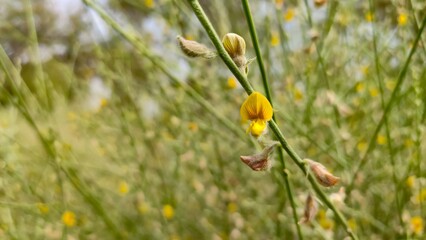 Crotalaria burhia flowers, wild plant local known in Rajasthan as Siniya blooming flowers