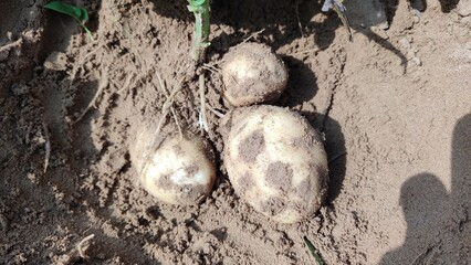 potatoes under the ground, potato harvesting