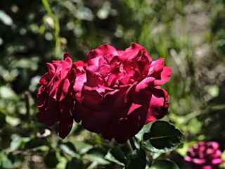 valentine rose and the green background