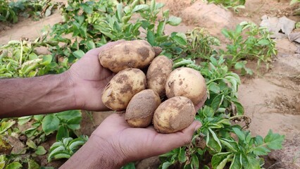 hands holding potatoes, fresh potatoes in the hand, close up view