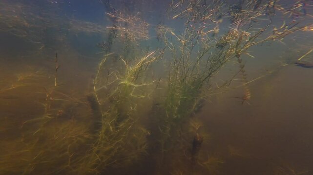 hornwort and sago pondweed aquatic plant, blossom vegetation in freshwater pond, carp fish fry in sunny backlight, murky water basin, hair algae ecosystem, surface reflection, river in Vinnytsia