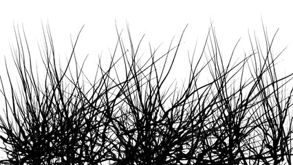 Silhouette of bunch of trees against a Transparent background showcasing intricate branch patterns and foliage.