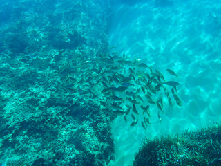 Ocean blue underwater with sunrays, Underwater Sea Deep Water Abstract Sunshine, sea wave , clean waters in summer time, Natural underwater seascape, sand on ocean floor and water surface with sunligh