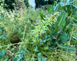 Close-up of fresh leaves and round seeds of Galium aparine in spring. Cleavers, clivers, catchweed,...