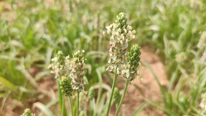 Flowering Isabgol (Plantago Ovata)  crop field, Isabgol flowers