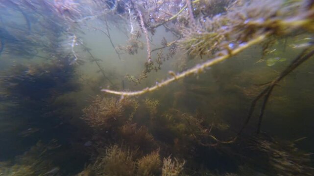 hornwort aquatic plant dominate shallow freshwater pond, green hairy algae and microalgae low visibility muddy water, human polluted environment disaster, sunny backlight, Riv river in town Bar