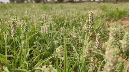 Flowering Isabgol (Plantago Ovata)  crop field, Isabgol flowers