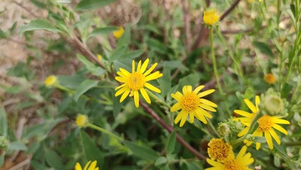 Pulicaria flowers, blooming yellow flowers of wild grass plant Pulicaria