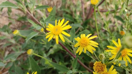Pulicaria flowers, blooming yellow flowers of wild grass plant Pulicaria
