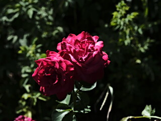 valentine rose and the green background